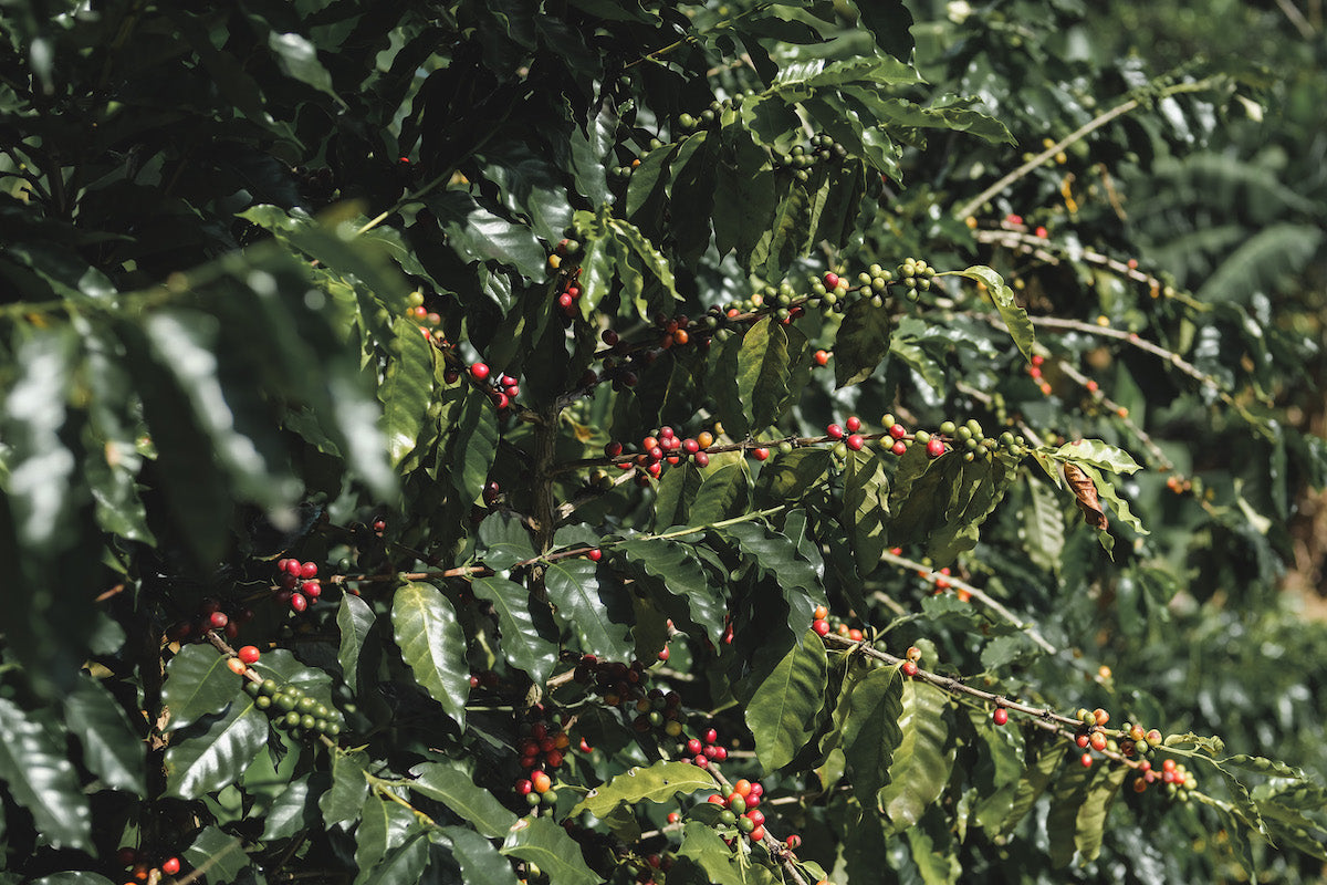 Microclimates & Coffee in Puerto Rico