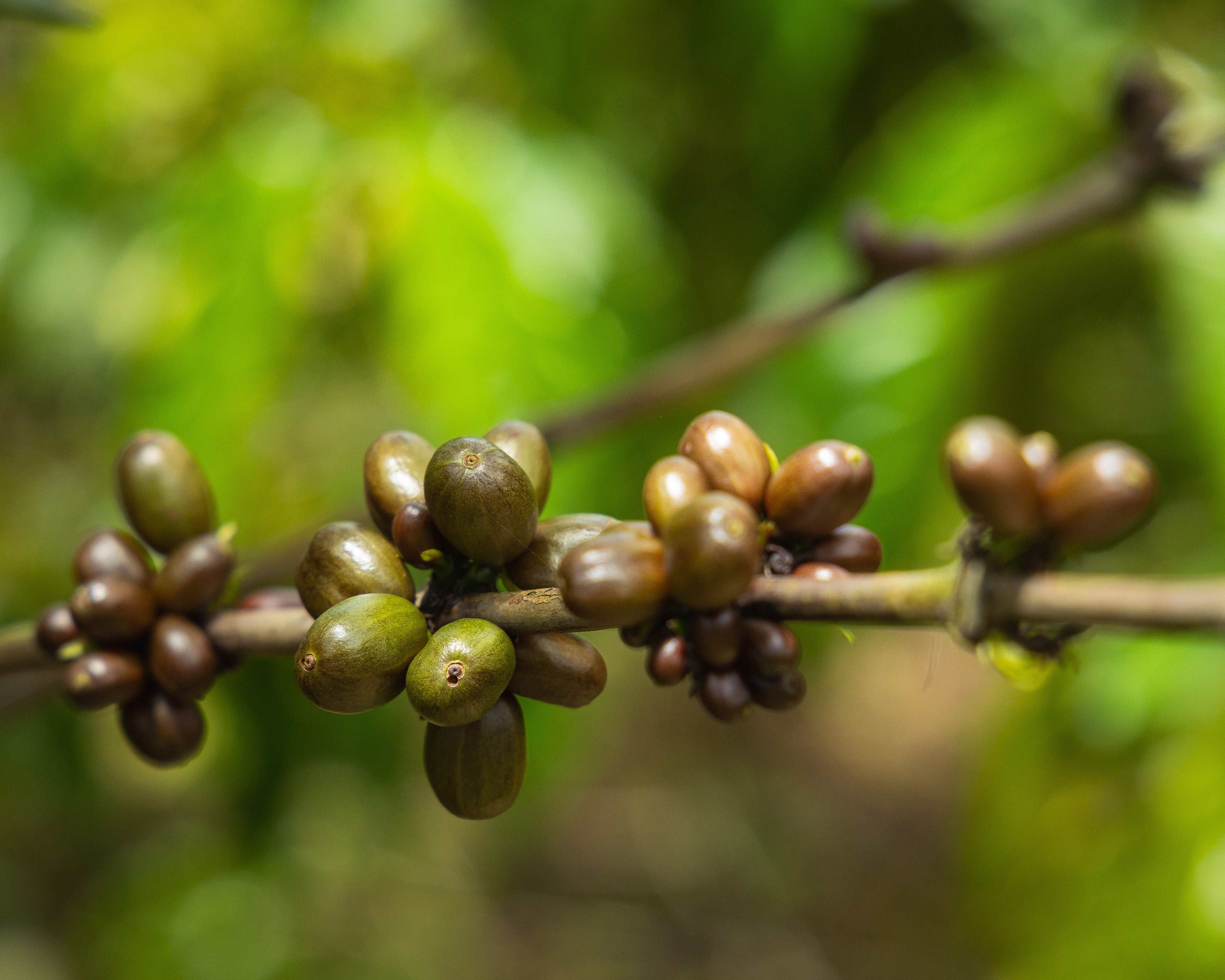 A Historically Marginalized Coffee Variety