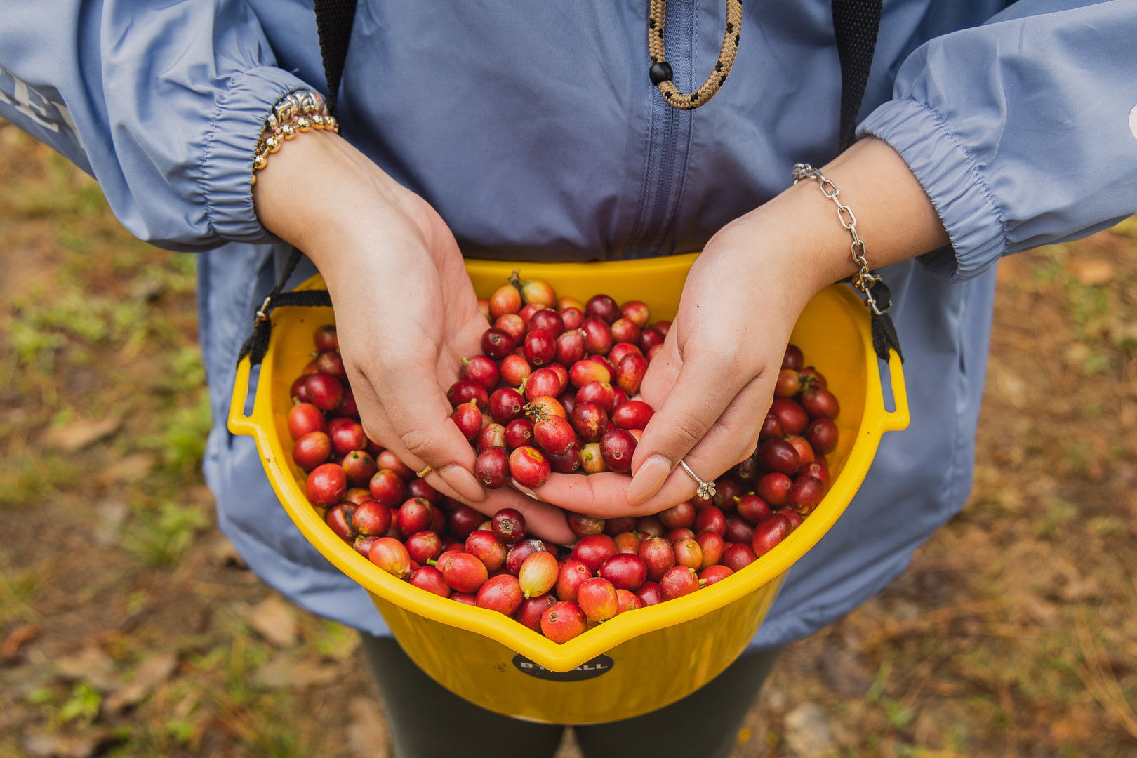 The Coffee of the Month / Café del mes Subscription