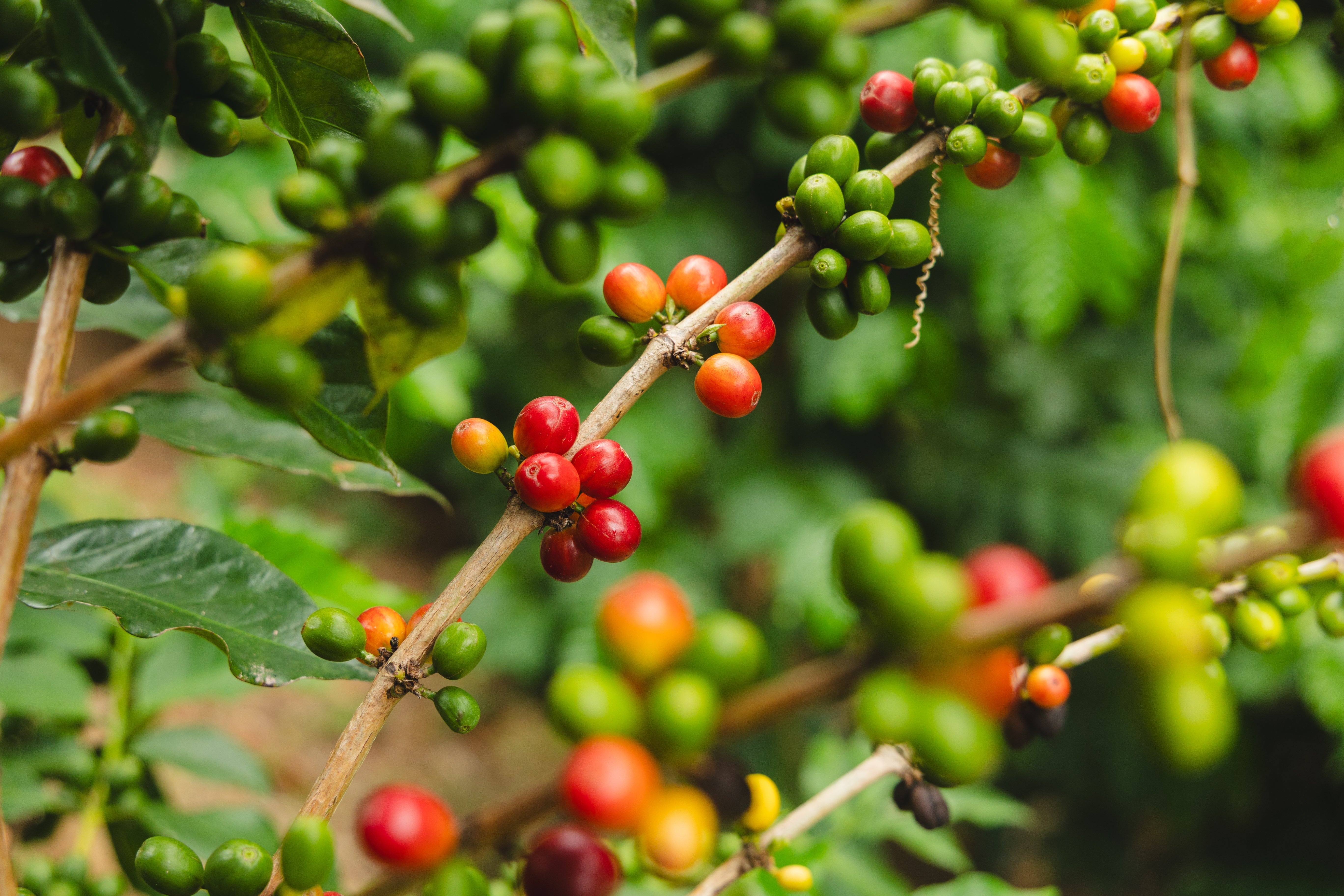 The One and Only Bourbon Coffee from Puerto Rico