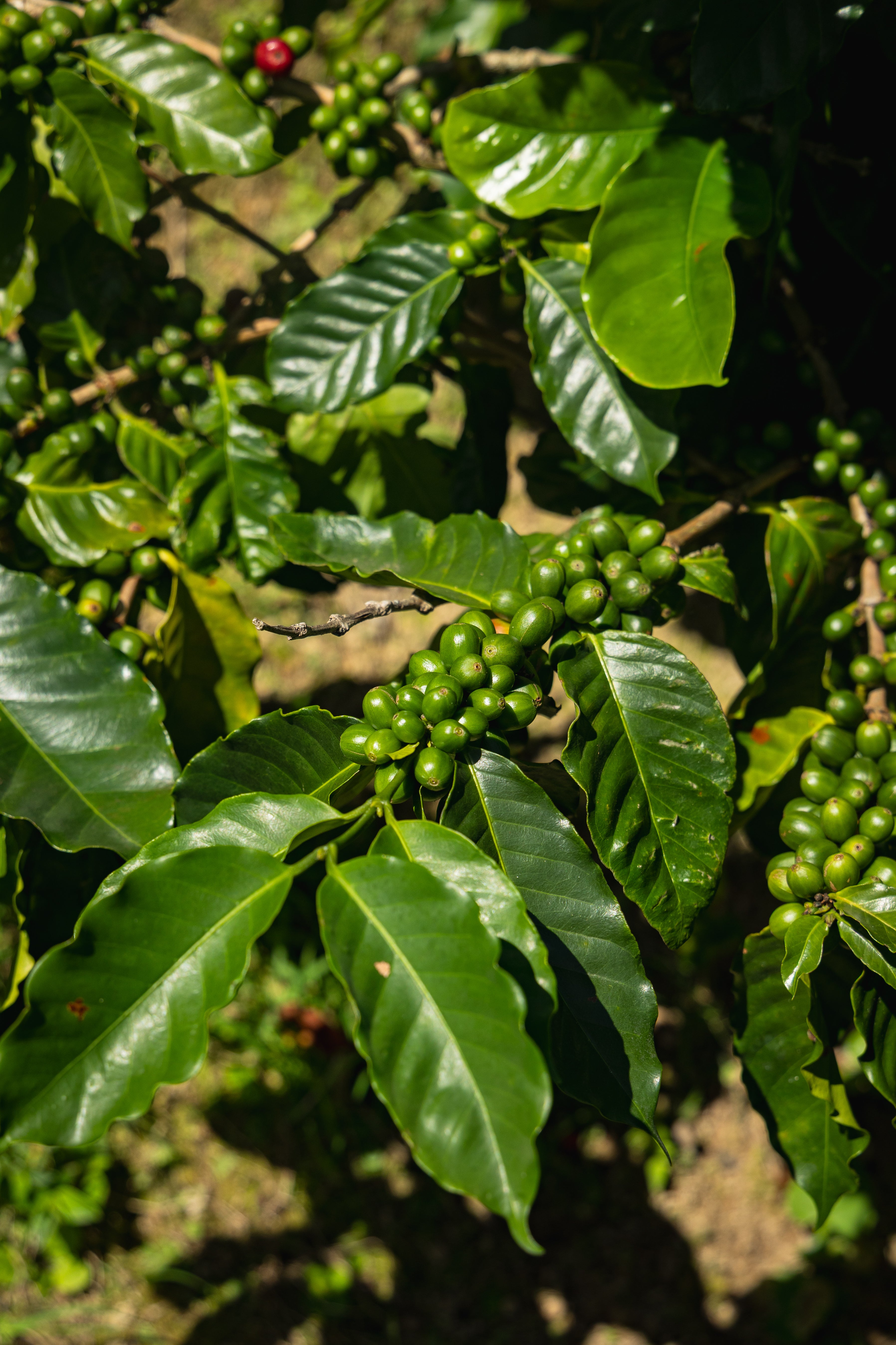 Café Gripiñas