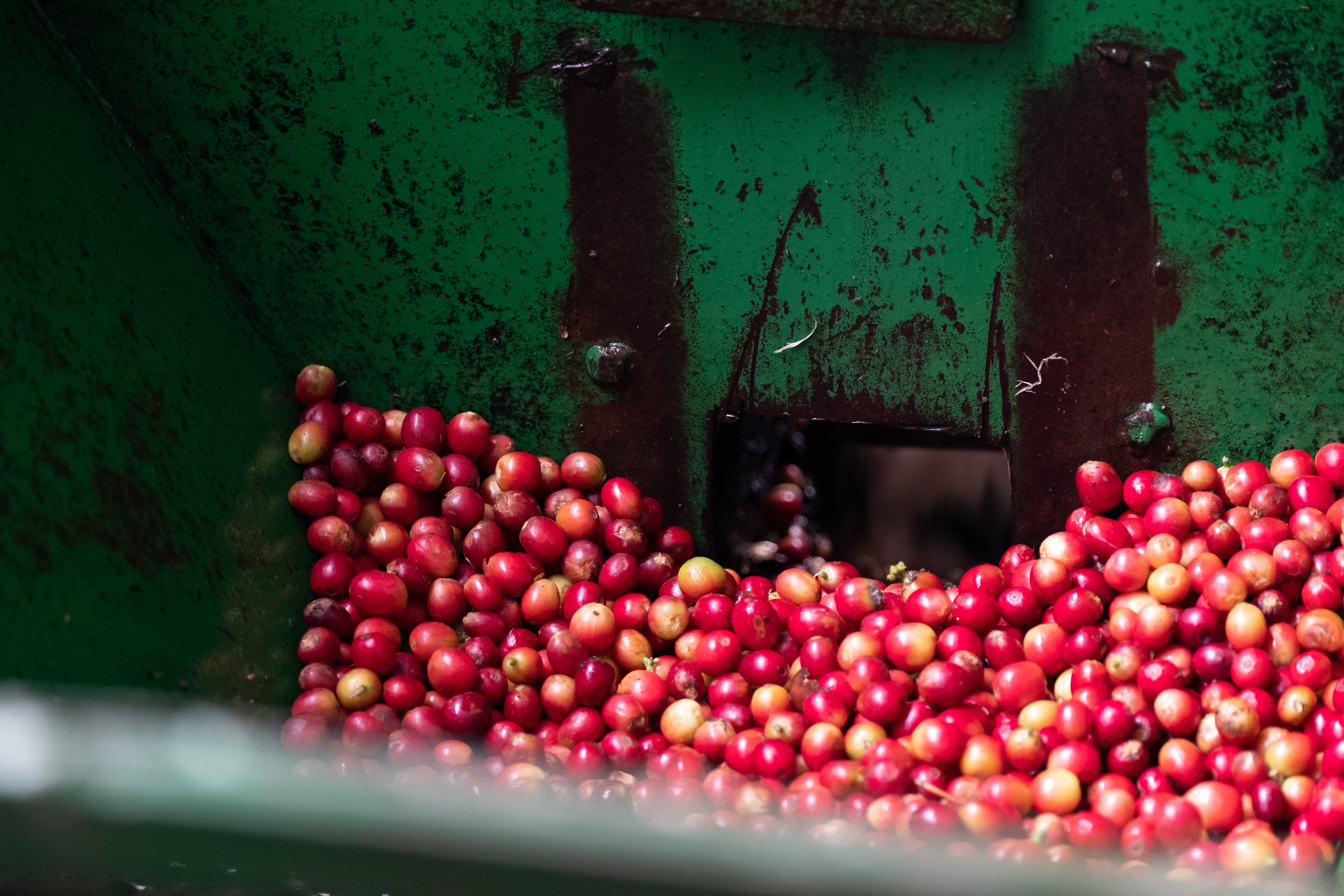Café Hacienda Prosperidad "Caracolillo"